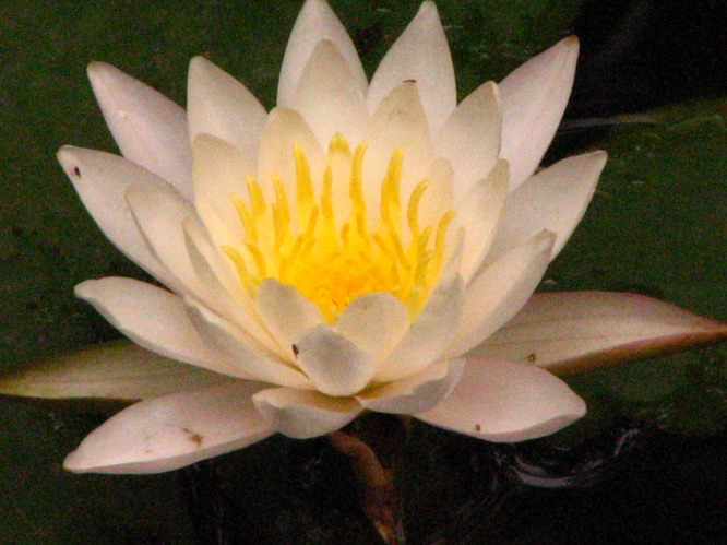 Lotus. Chengdu, China.